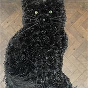 black cat